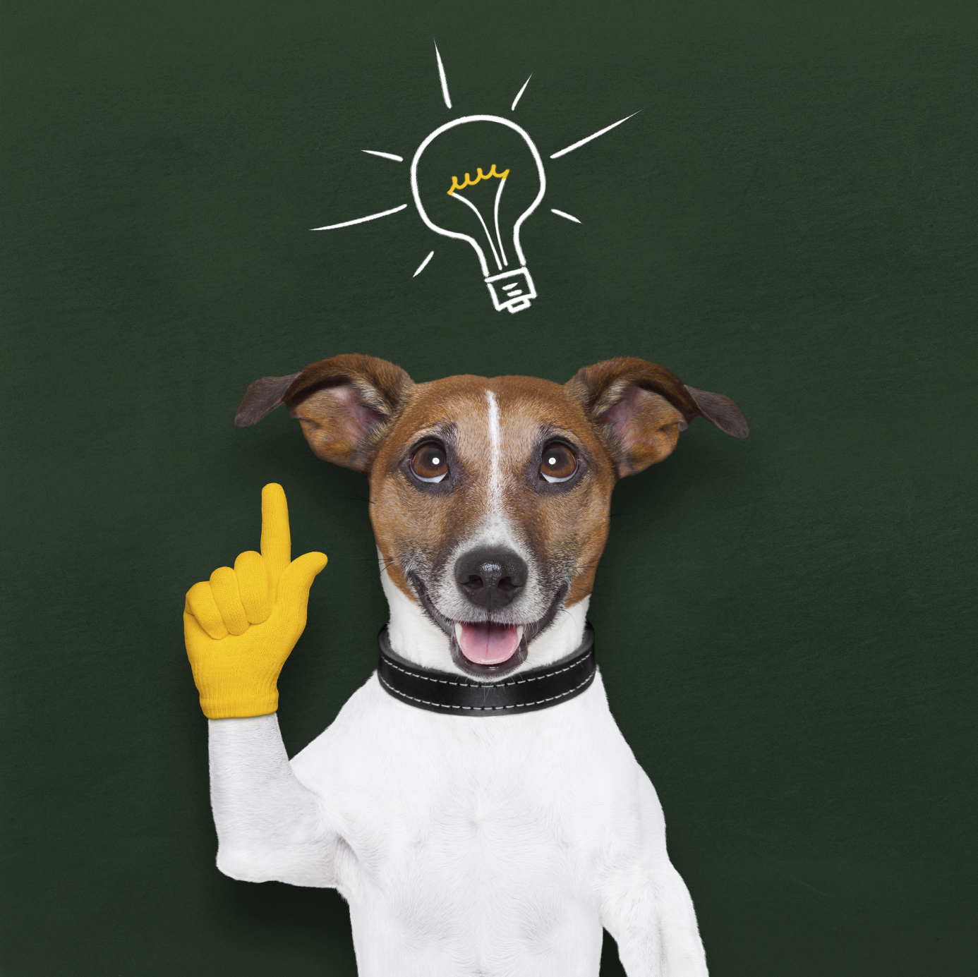 How Smart is your Dog? - Media Animal TV
